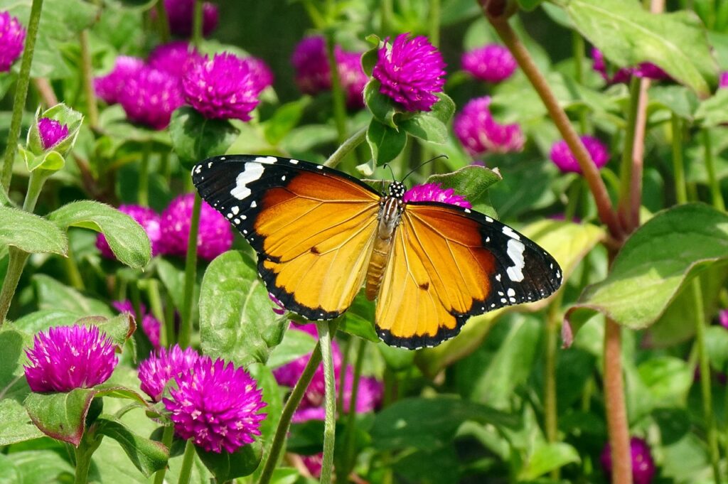 Globe Amaranth