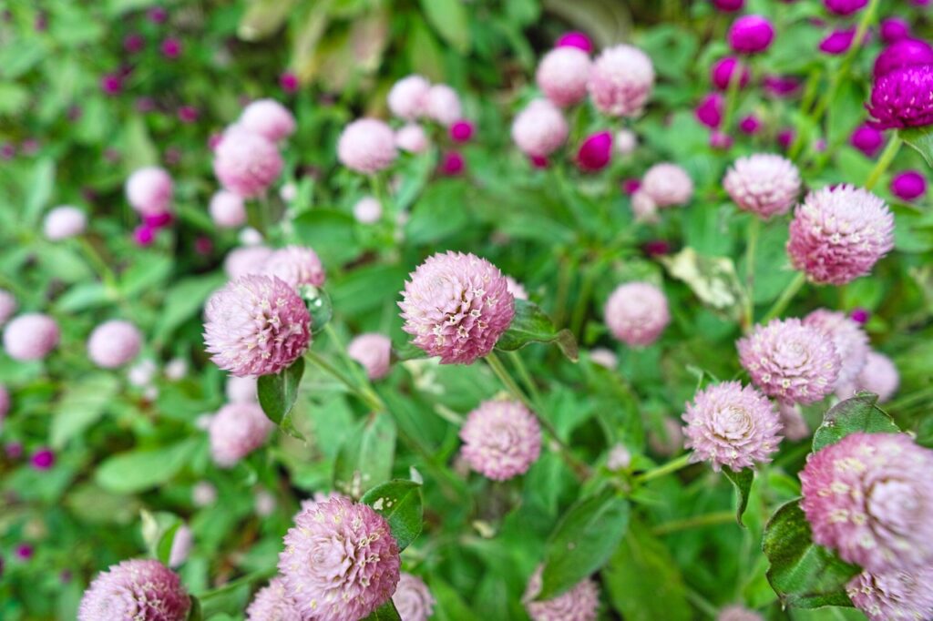 Globe Amaranth