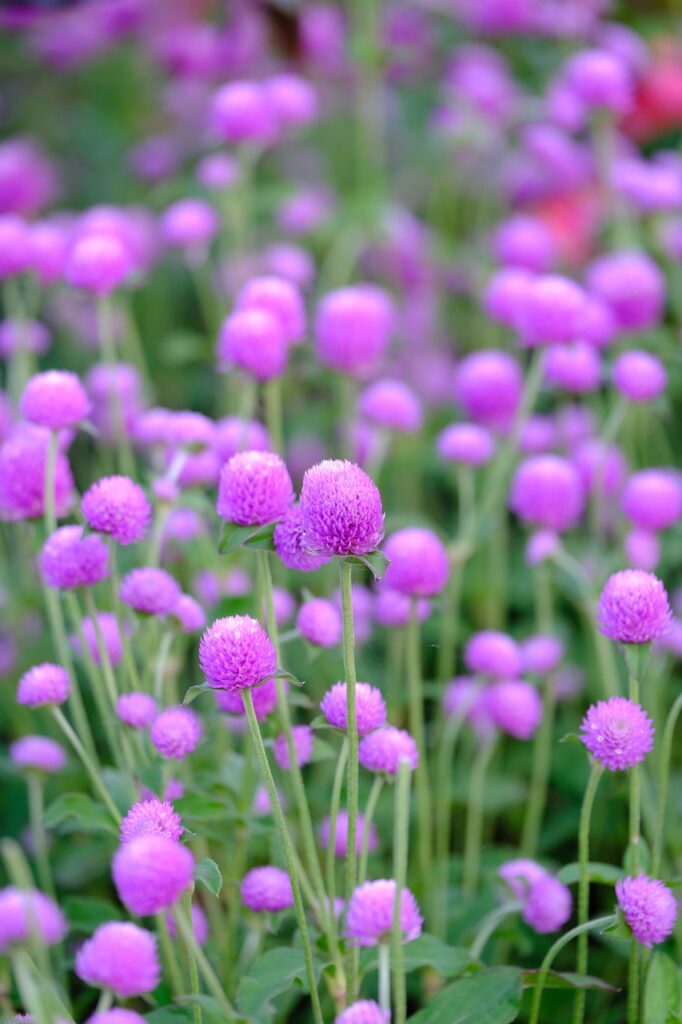 globea maranth 