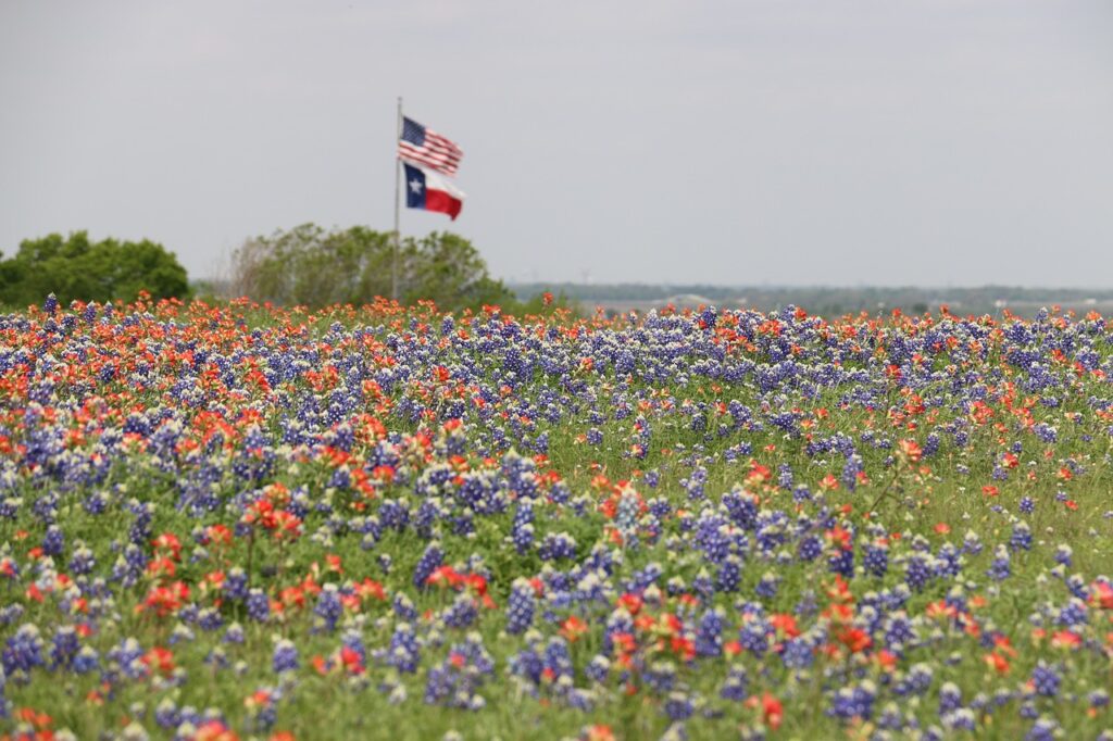 Bluebonnets, Indian Paint Brushes, American Flag, Texas Flag